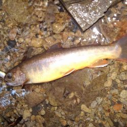 沢を３本釣り上がる ～長良川水系～